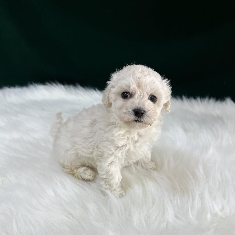 販売中の広島県のビションフリーゼ-451181の3枚目