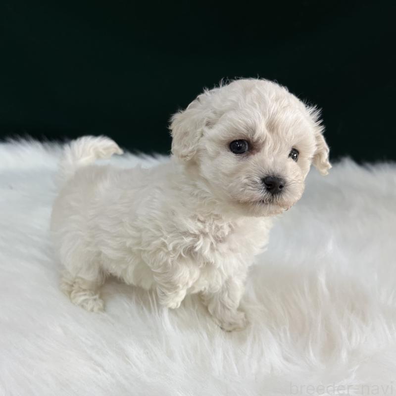 販売中の広島県のビションフリーゼ-451181の2枚目