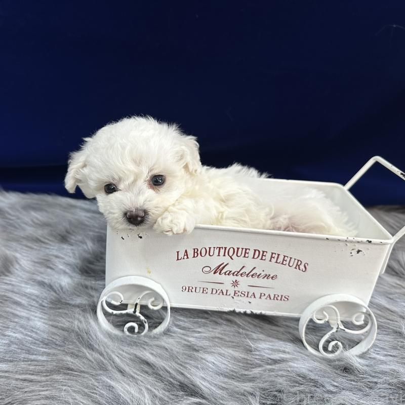 販売中の広島県のビションフリーゼ-451183の2枚目