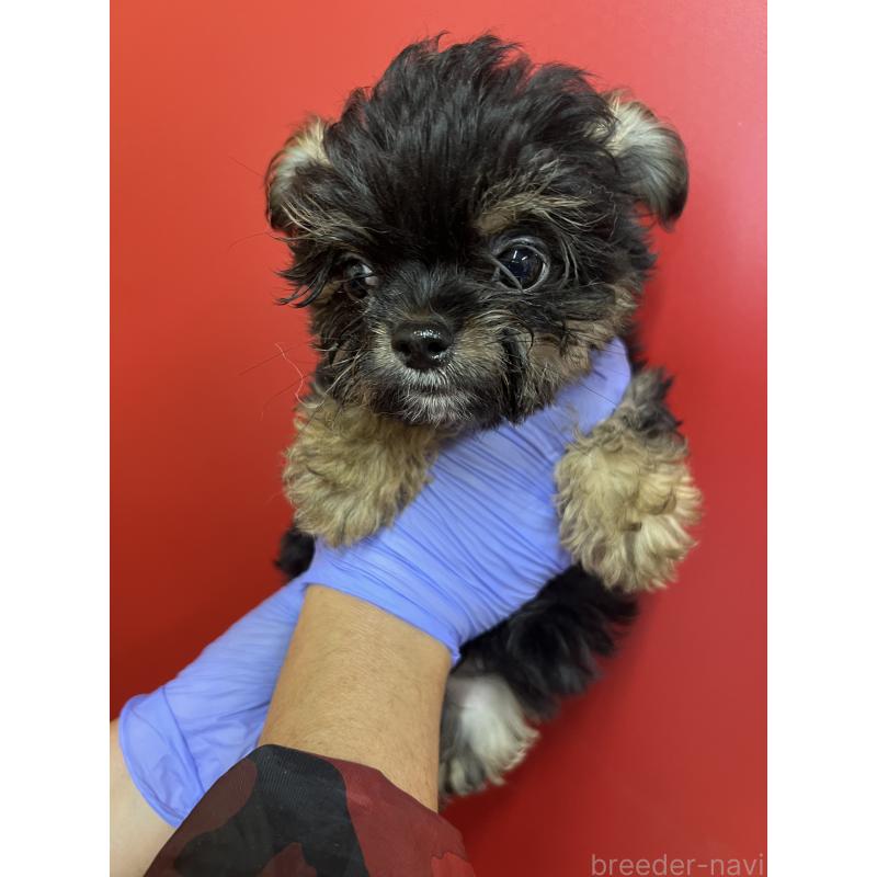 販売中の福岡県のチワプー:チワワ×トイプードル-451184の4枚目