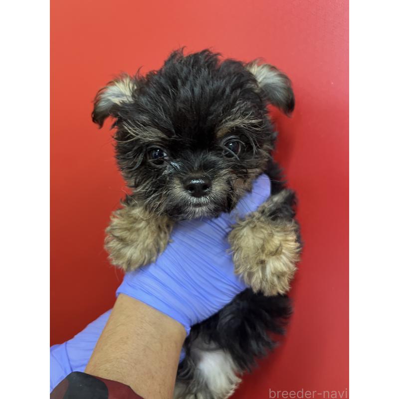 販売中の福岡県のチワプー:チワワ×トイプードル-451184の2枚目