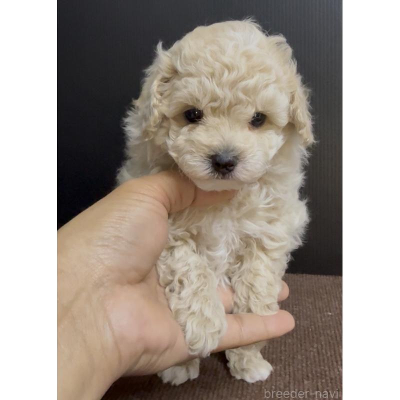 販売中の福岡県のタイニープードル-451185の4枚目