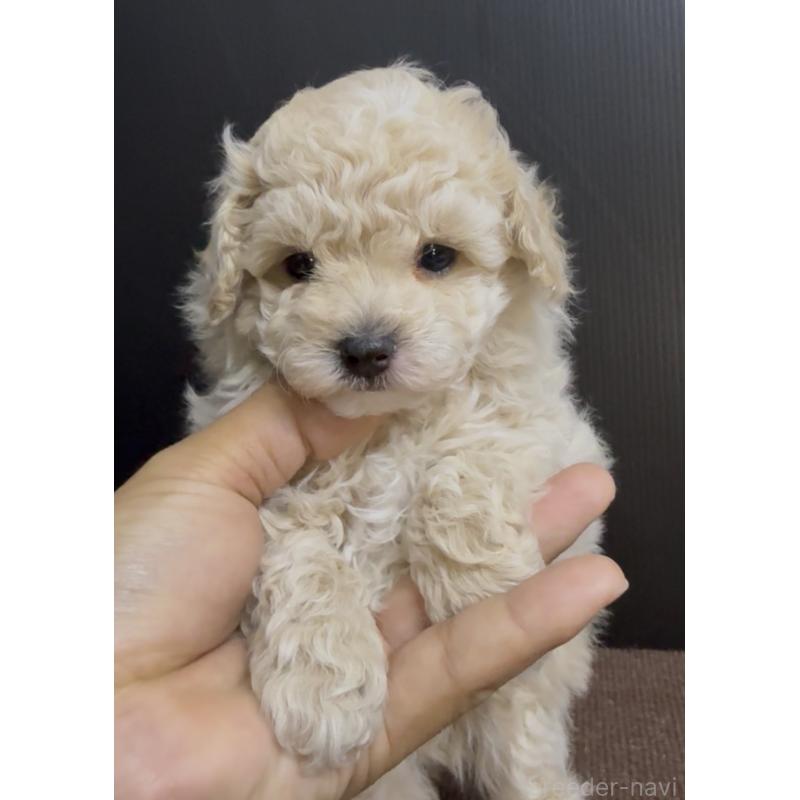 販売中の福岡県のタイニープードル-451185の3枚目