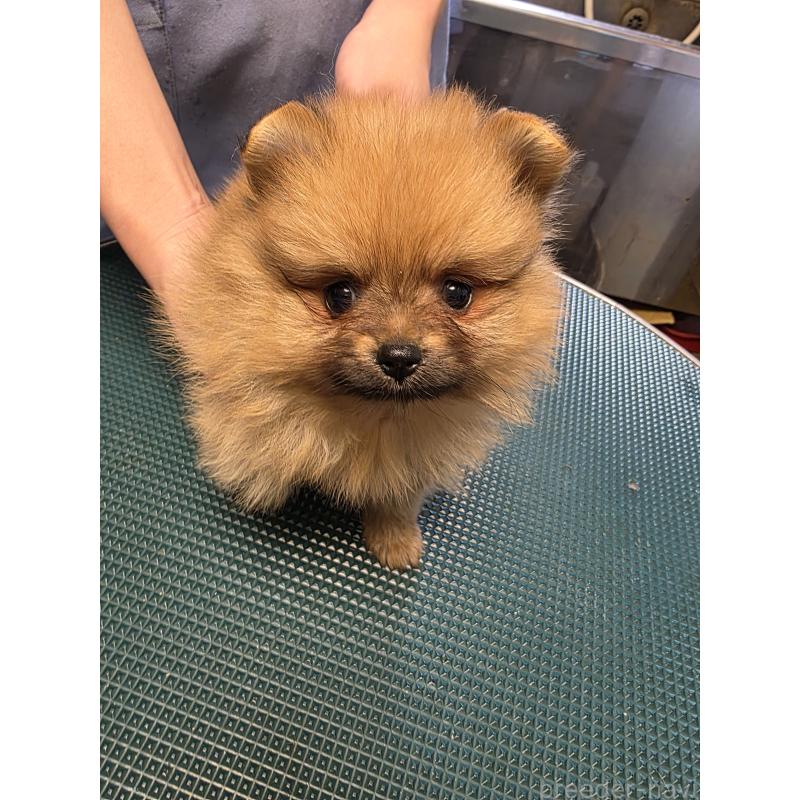 販売中の静岡県のポメラニアン-451188の2枚目
