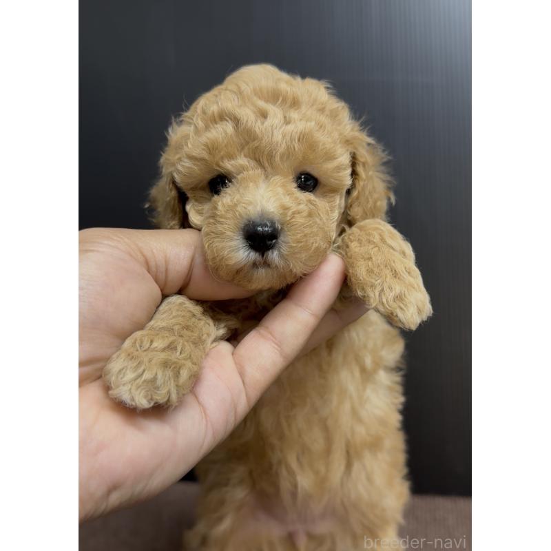 販売中の福岡県のタイニープードル-451189の4枚目