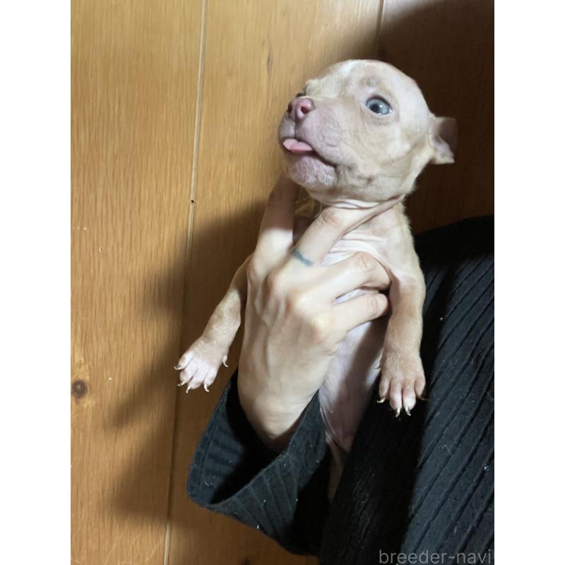 販売中の佐賀県のアメリカンピットブルテリア-451191の2枚目