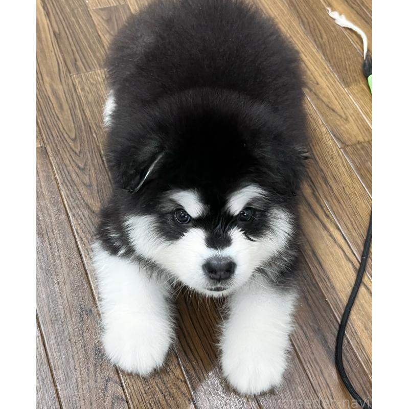 販売中の東京都のアラスカンマラミュート-447816