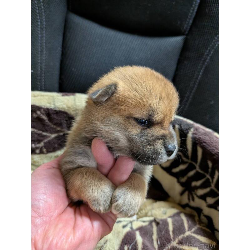 販売中の岐阜県の柴犬-451193の4枚目