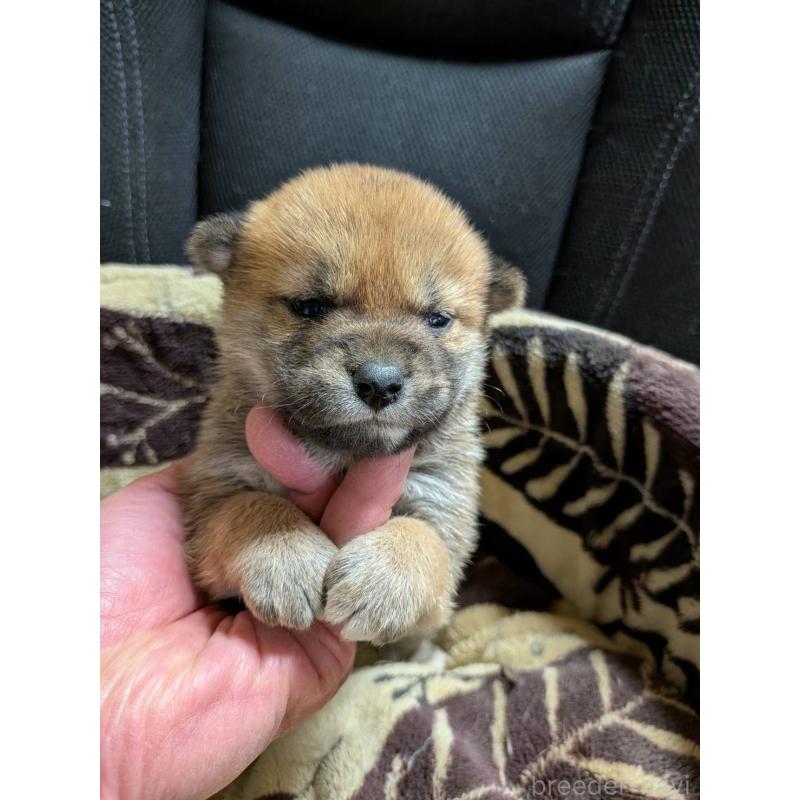 販売中の岐阜県の柴犬-451193の3枚目