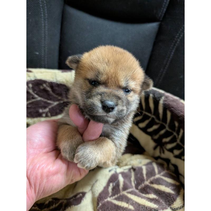 販売中の岐阜県の柴犬-451193の2枚目