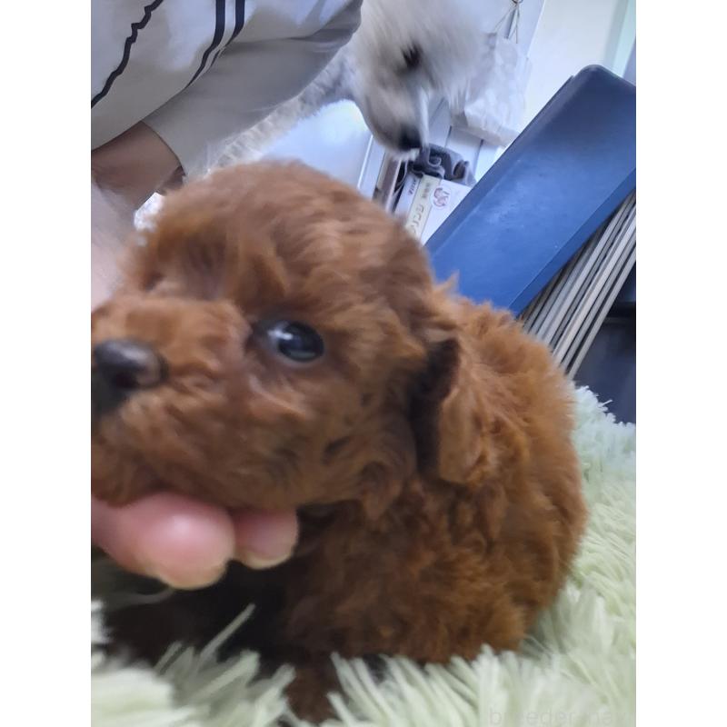 販売中の群馬県のタイニープードル-451195の7枚目