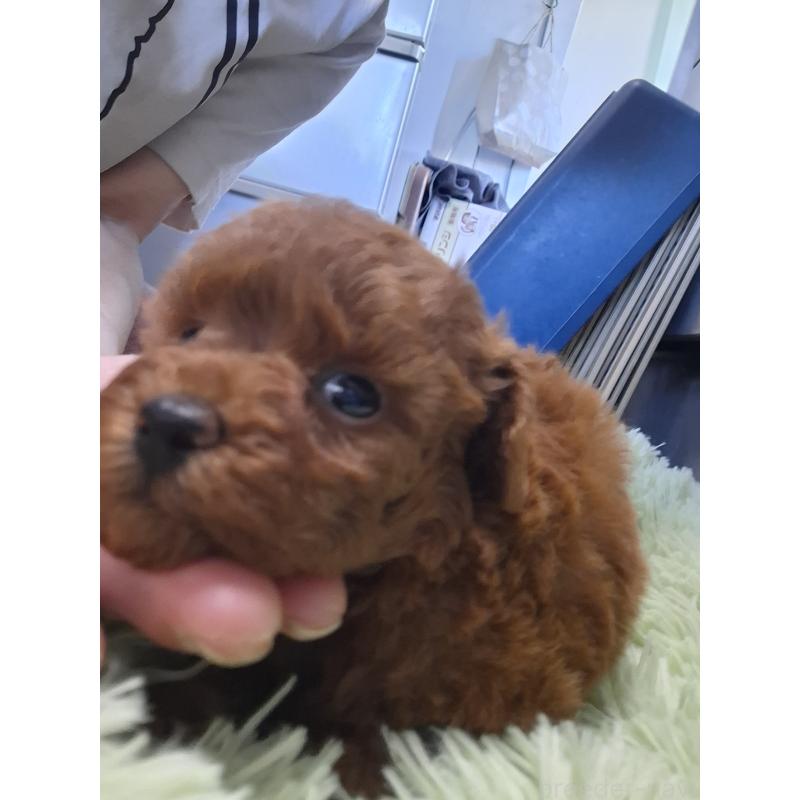 販売中の群馬県のタイニープードル-451195の6枚目