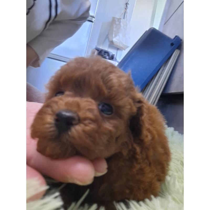 販売中の群馬県のタイニープードル-451195の5枚目