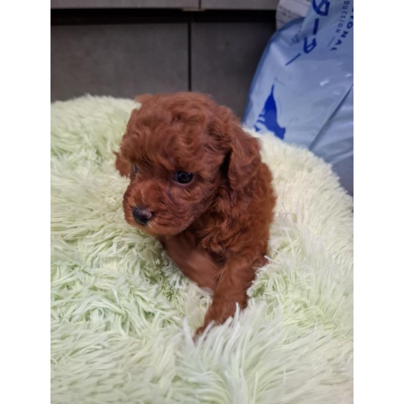 販売中の群馬県のタイニープードル-451195の4枚目