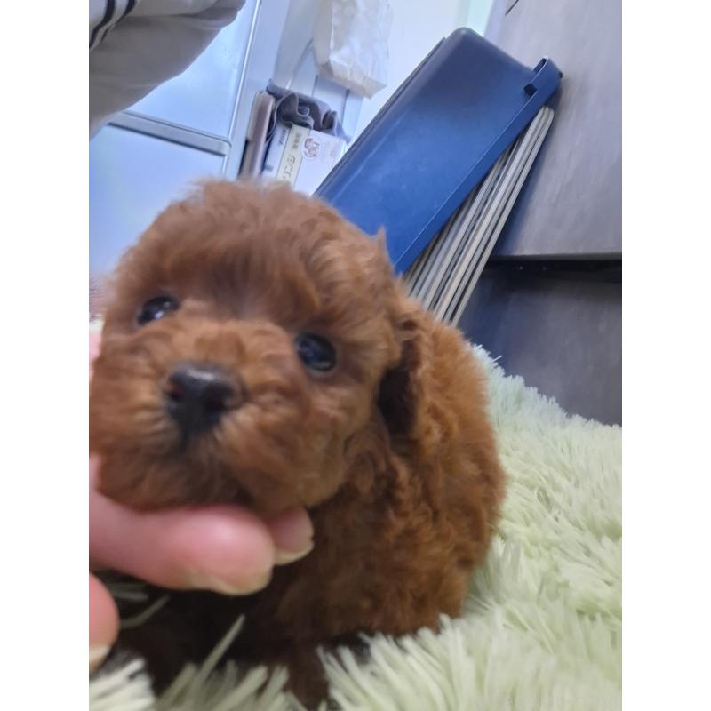 販売中の群馬県のタイニープードル-451195の3枚目