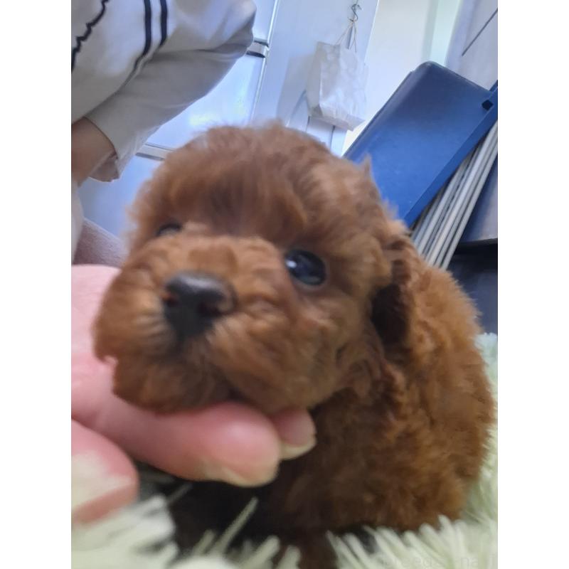 販売中の群馬県のタイニープードル-451195の2枚目