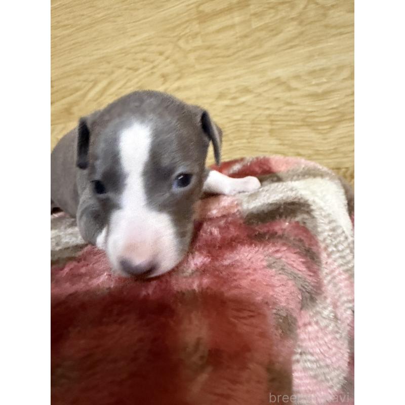 販売中の愛知県のイタリアングレーハウンド(イタグレ)-451196の20枚目