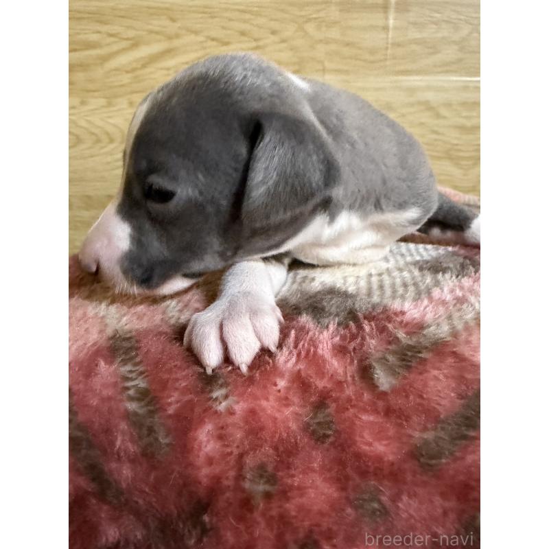 販売中の愛知県のイタリアングレーハウンド(イタグレ)-451196の19枚目