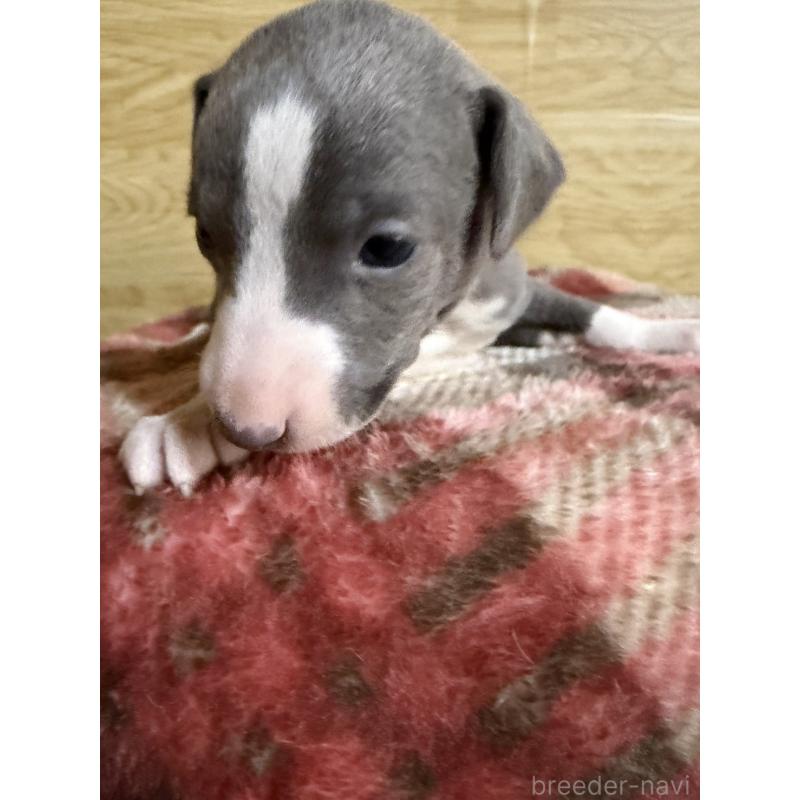 販売中の愛知県のイタリアングレーハウンド(イタグレ)-451196の18枚目
