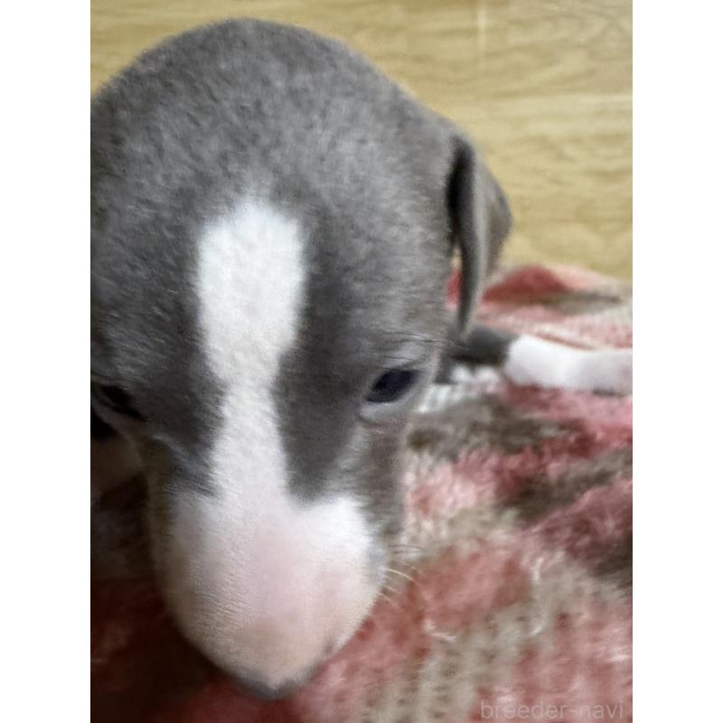 販売中の愛知県のイタリアングレーハウンド(イタグレ)-451196の17枚目