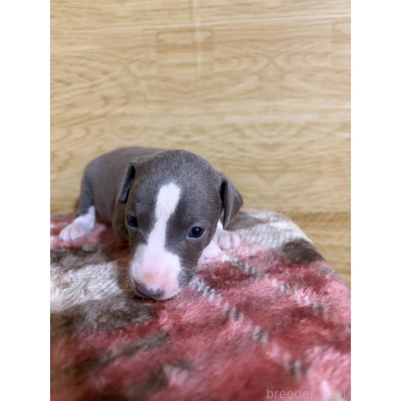 販売中の愛知県のイタリアングレーハウンド(イタグレ)-451196の14枚目