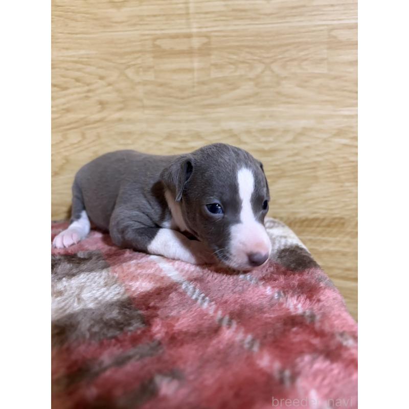 販売中の愛知県のイタリアングレーハウンド(イタグレ)-451196の13枚目