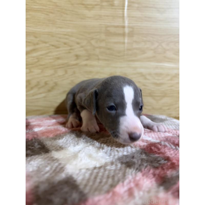 販売中の愛知県のイタリアングレーハウンド(イタグレ)-451196の12枚目