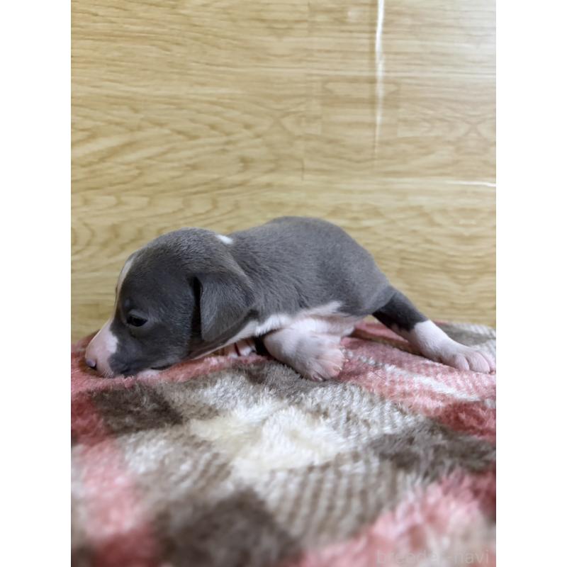 販売中の愛知県のイタリアングレーハウンド(イタグレ)-451196の11枚目