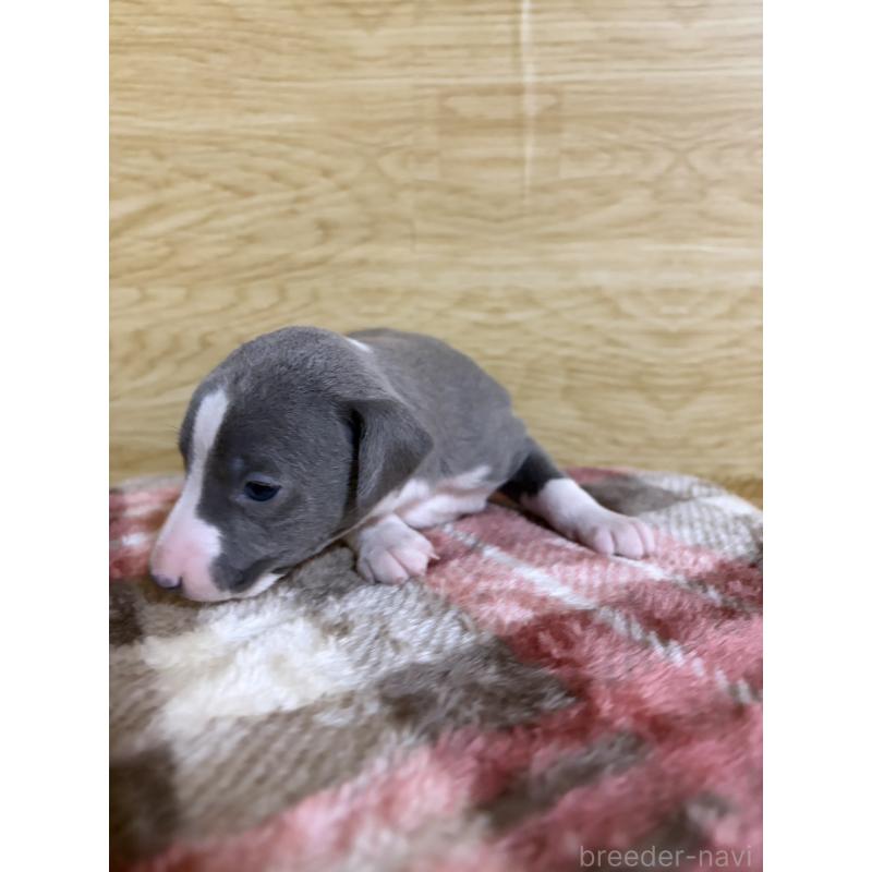 販売中の愛知県のイタリアングレーハウンド(イタグレ)-451196の10枚目