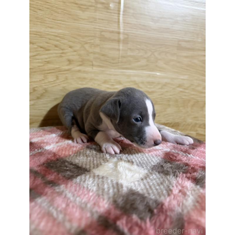 販売中の愛知県のイタリアングレーハウンド(イタグレ)-451196の9枚目