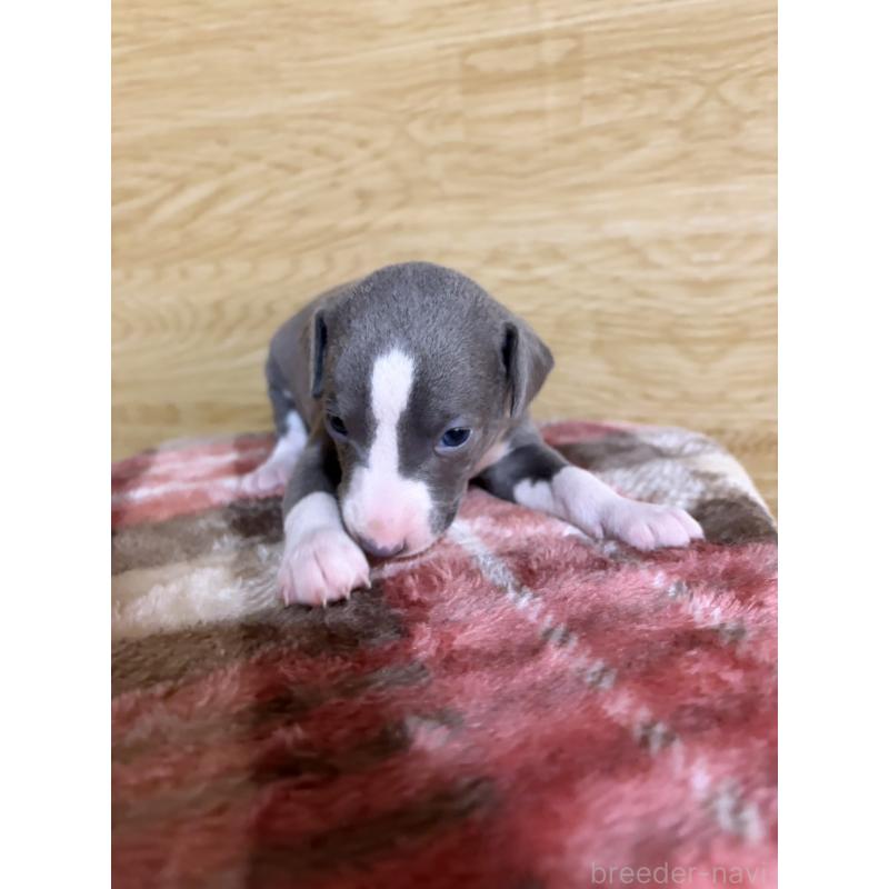 販売中の愛知県のイタリアングレーハウンド(イタグレ)-451196の7枚目