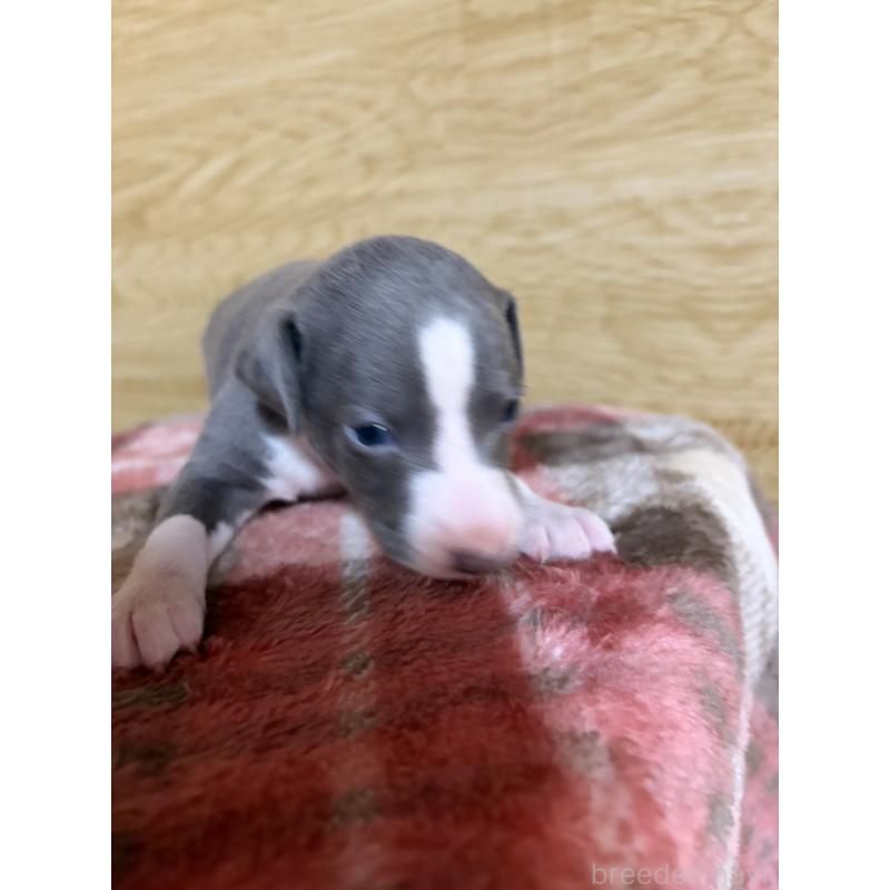 販売中の愛知県のイタリアングレーハウンド(イタグレ)-451196の6枚目