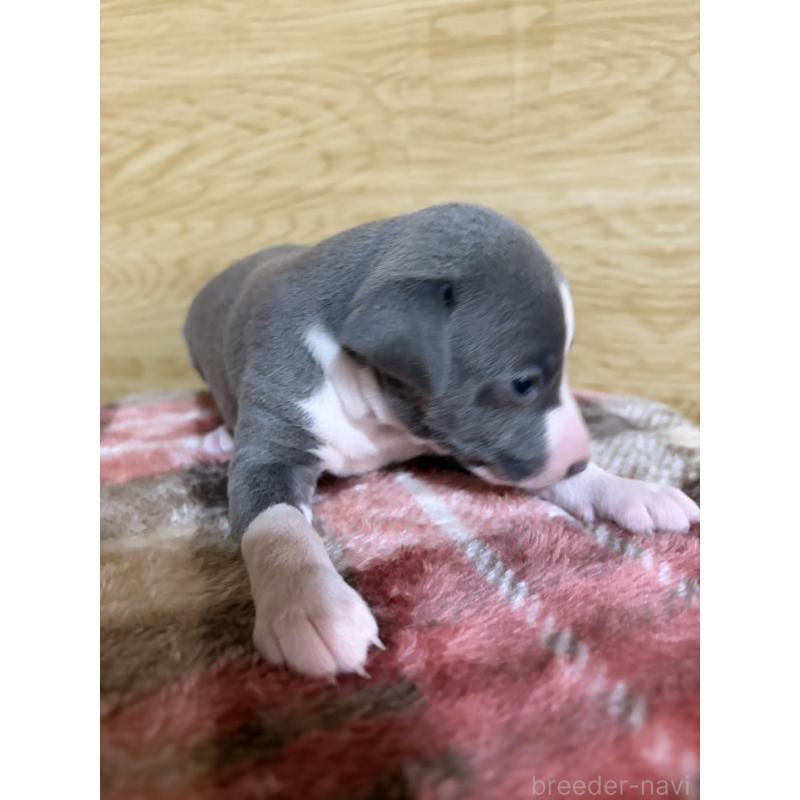 販売中の愛知県のイタリアングレーハウンド(イタグレ)-451196の5枚目