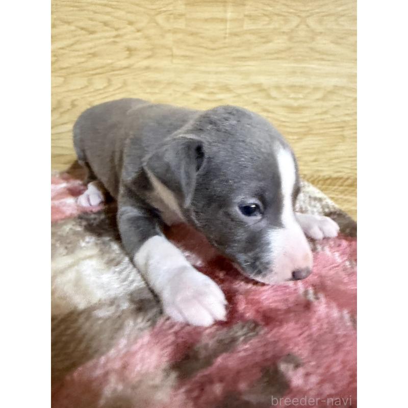 販売中の愛知県のイタリアングレーハウンド(イタグレ)-451196の3枚目