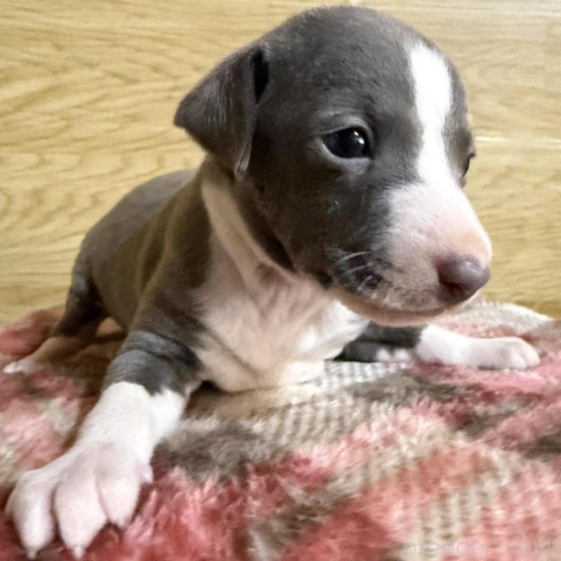 販売中の愛知県のイタリアングレーハウンド(イタグレ)-451196の1枚目