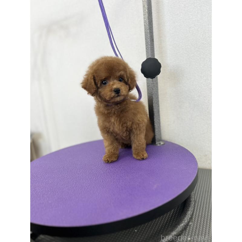 販売中の石川県のタイニープードル-451198の5枚目