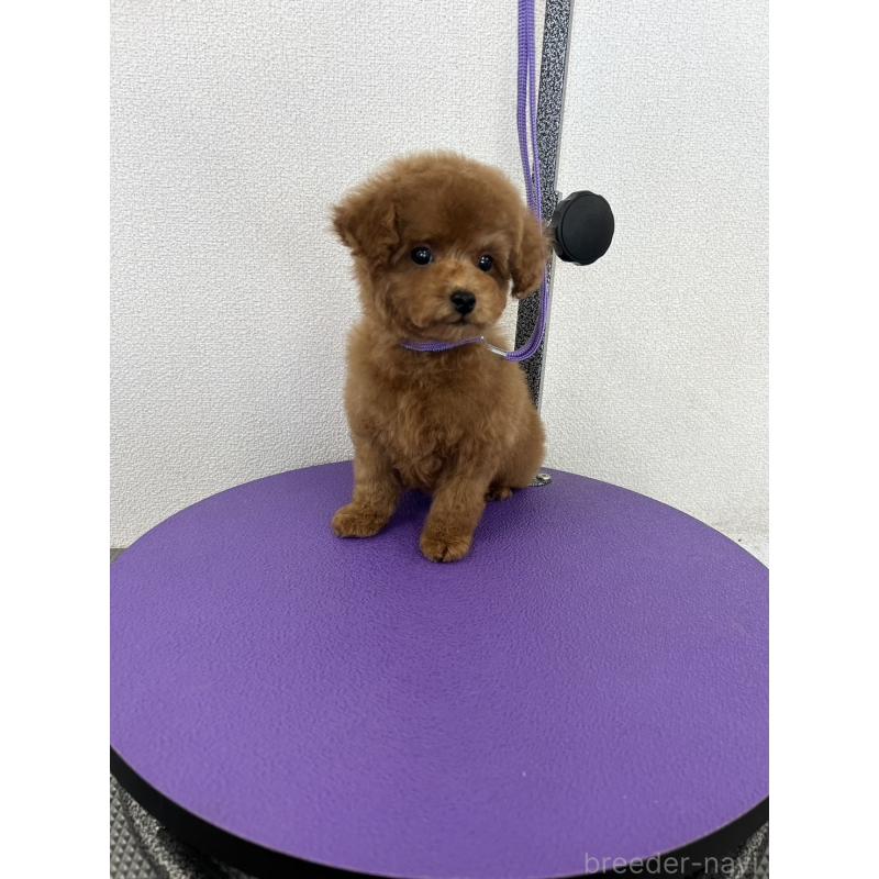 販売中の石川県のタイニープードル-451198の4枚目