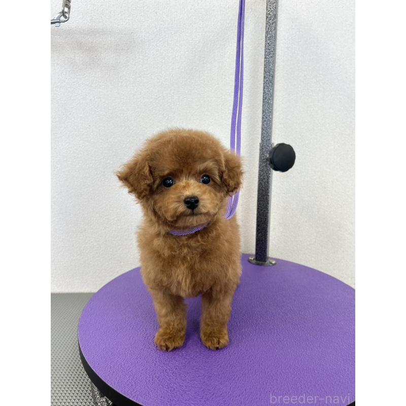販売中の石川県のタイニープードル-451198の1枚目