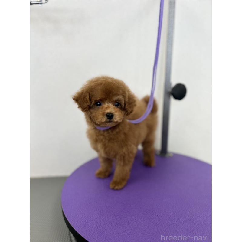 販売中の石川県のタイニープードル-451198の3枚目