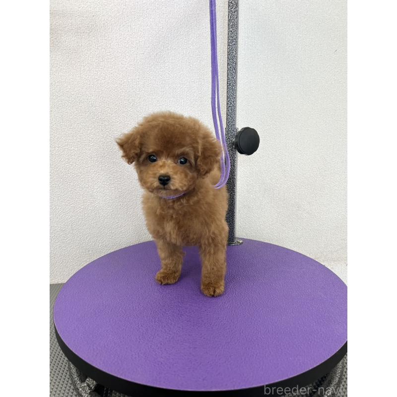 販売中の石川県のタイニープードル-451198の2枚目