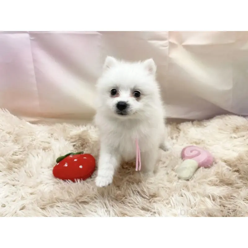 販売中の愛知県の日本スピッツ-451200の5枚目