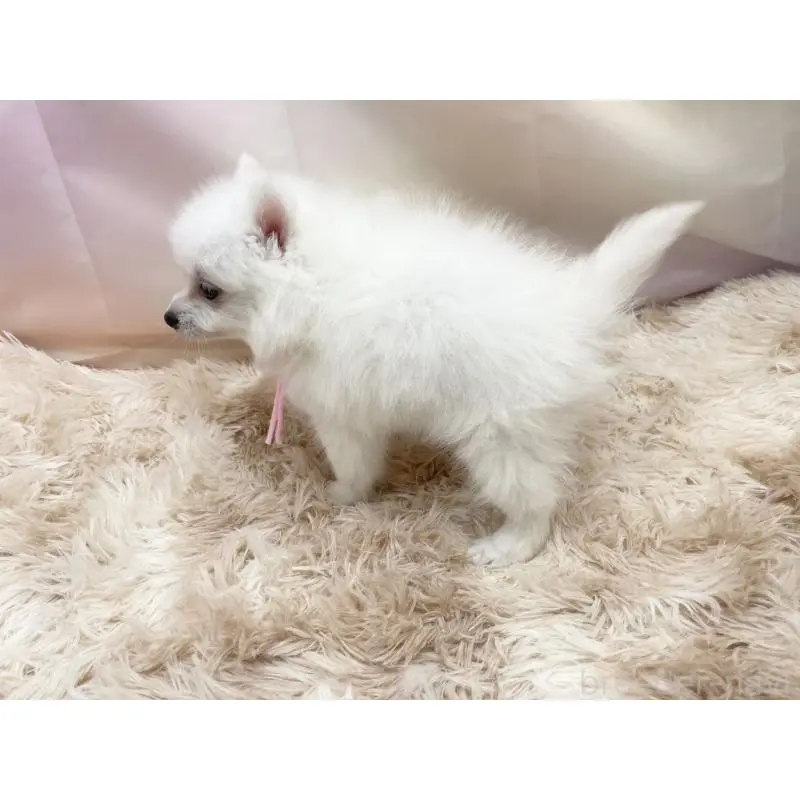 販売中の愛知県の日本スピッツ-451200の4枚目