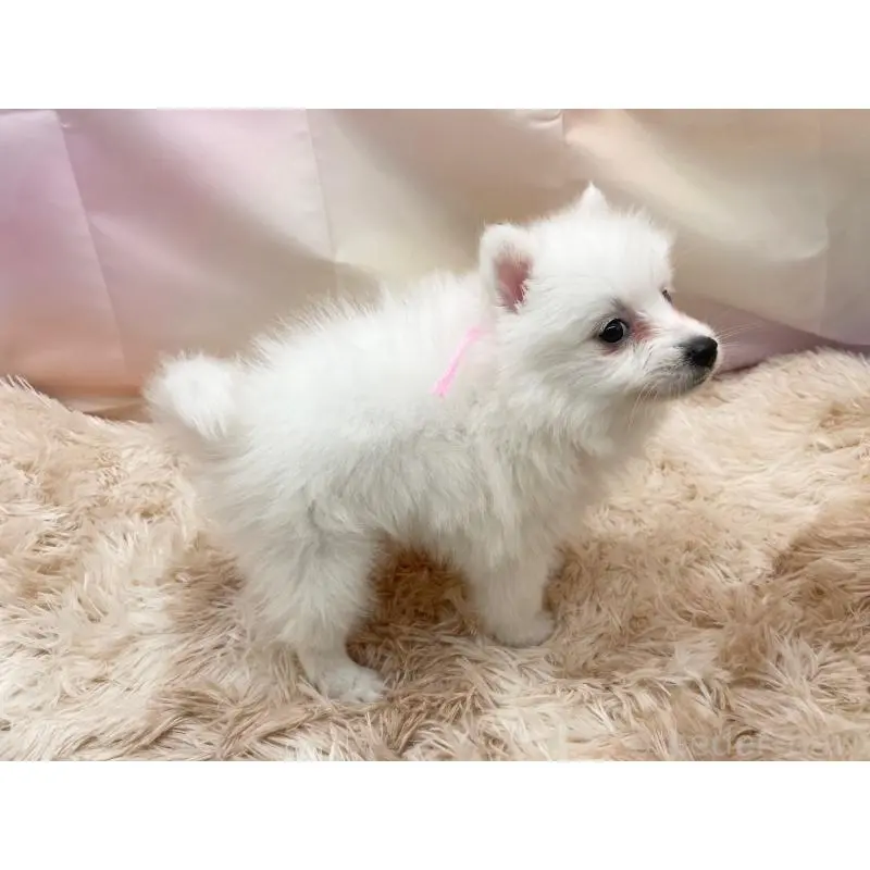 販売中の愛知県の日本スピッツ-451200の3枚目