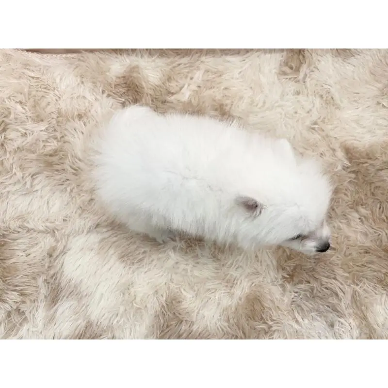 販売中の愛知県の日本スピッツ-451200の2枚目