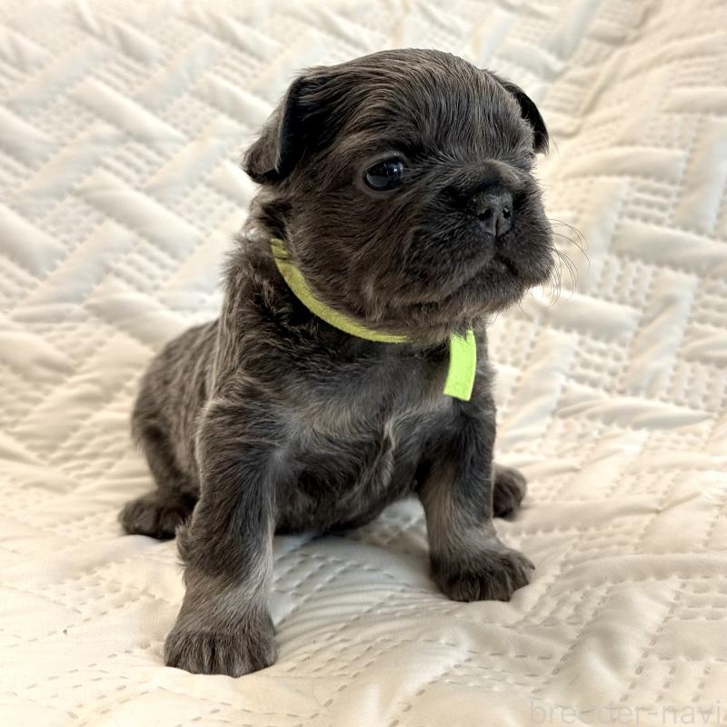 販売中の島根県のフレンチブルドッグ-451203