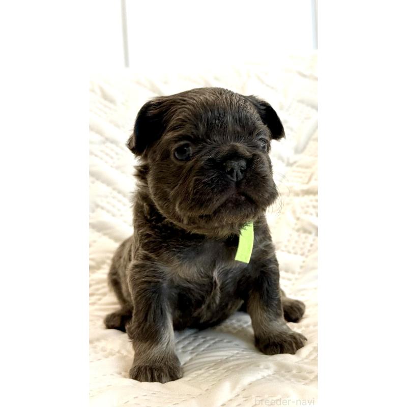 販売中の島根県のフレンチブルドッグ-451203の4枚目