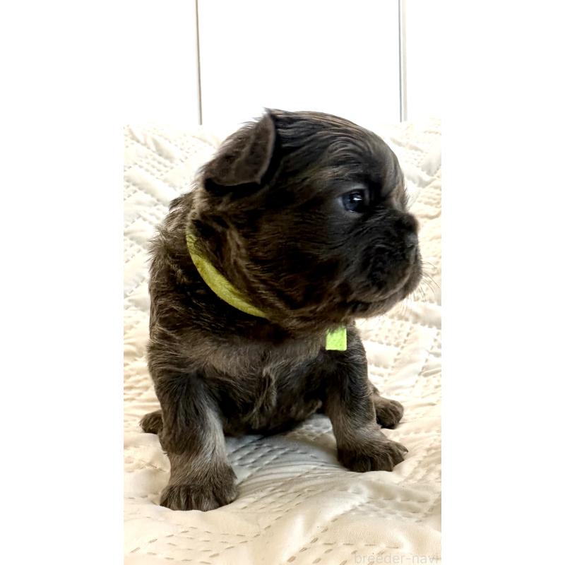 販売中の島根県のフレンチブルドッグ-451203の3枚目