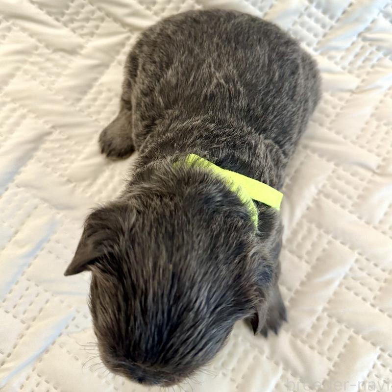 販売中の島根県のフレンチブルドッグ-451203の2枚目