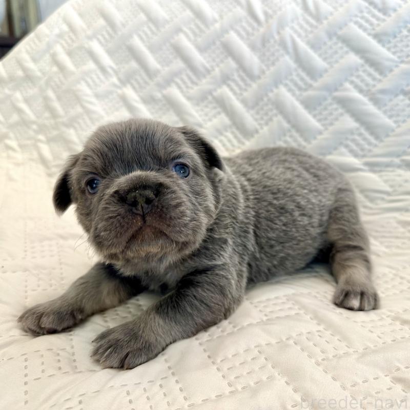 販売中の島根県のフレンチブルドッグ-451209の3枚目