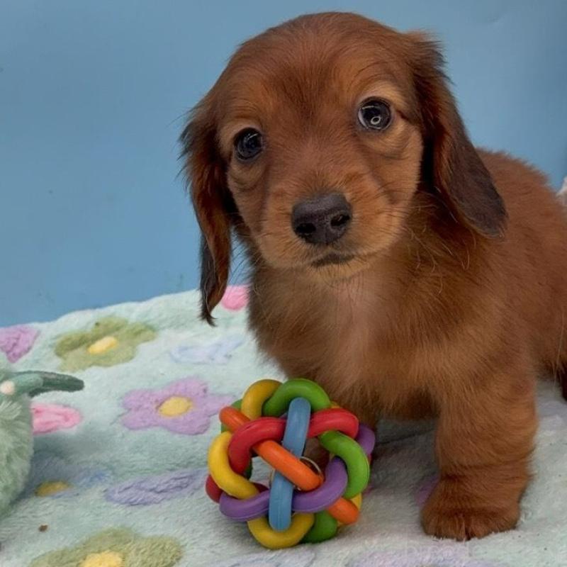 販売中の長野県のミニチュアダックスフンド(ロングヘアード)-451210の5枚目